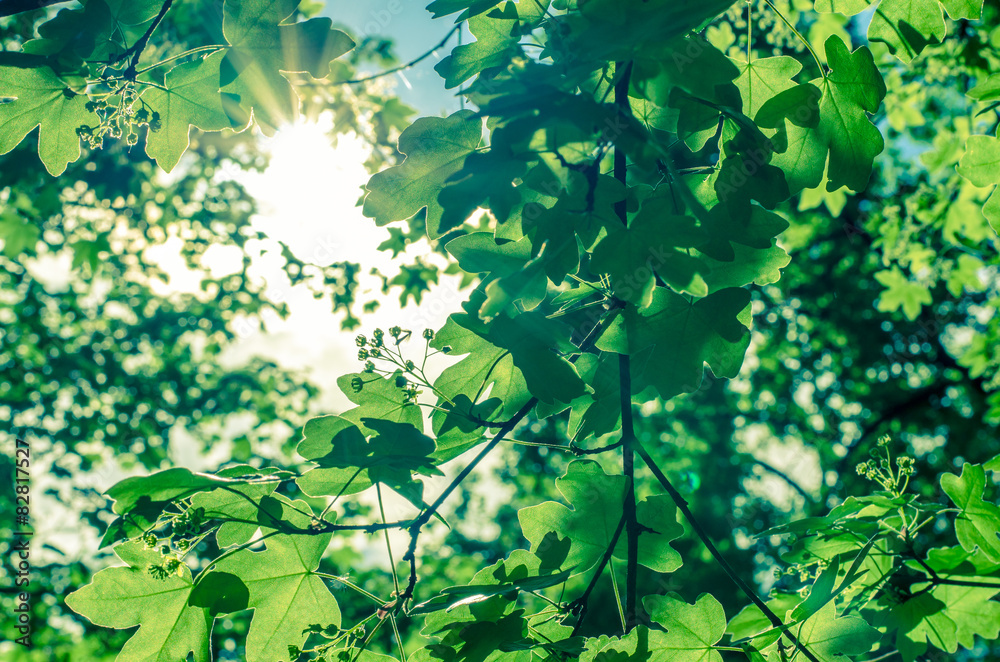 green leaves and sunshine green leaves and sunshine