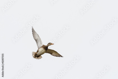 Female Gadwall (Anas strepera) in flight.