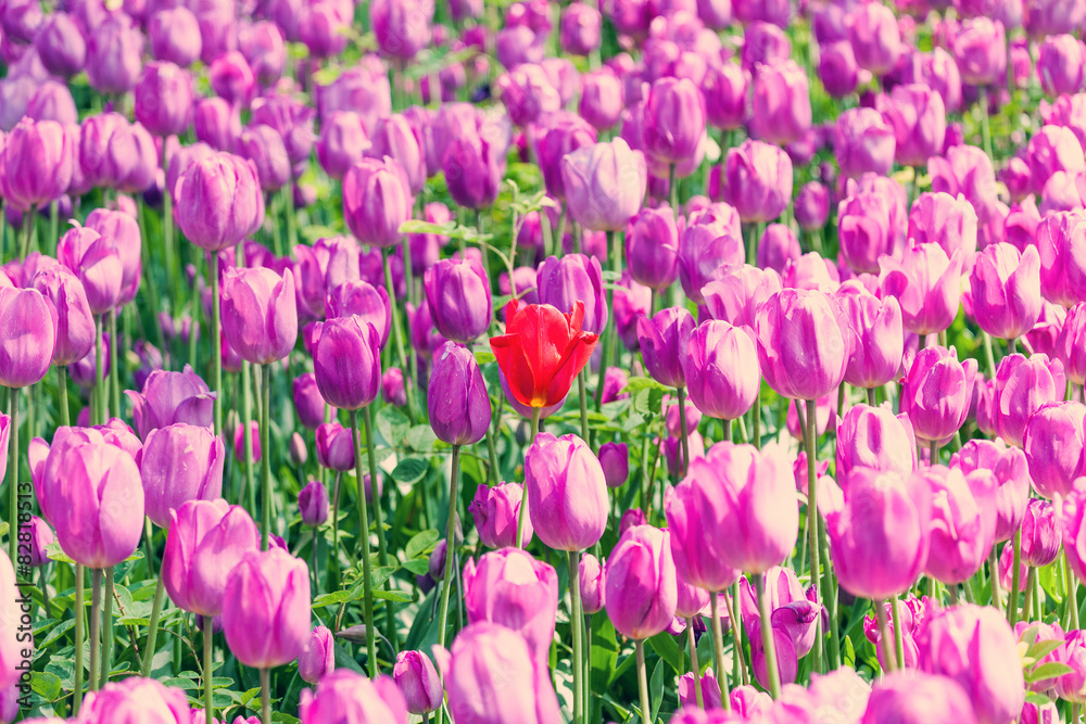 Bright and colorful spring tulips