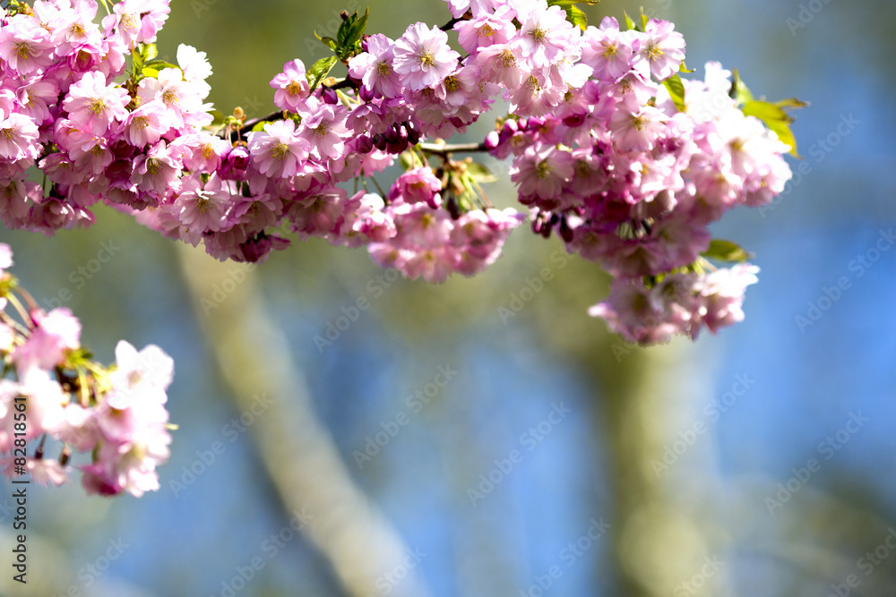 Sakura. Tree cherry on the garden. Sakura. Tree cherry on the garden.