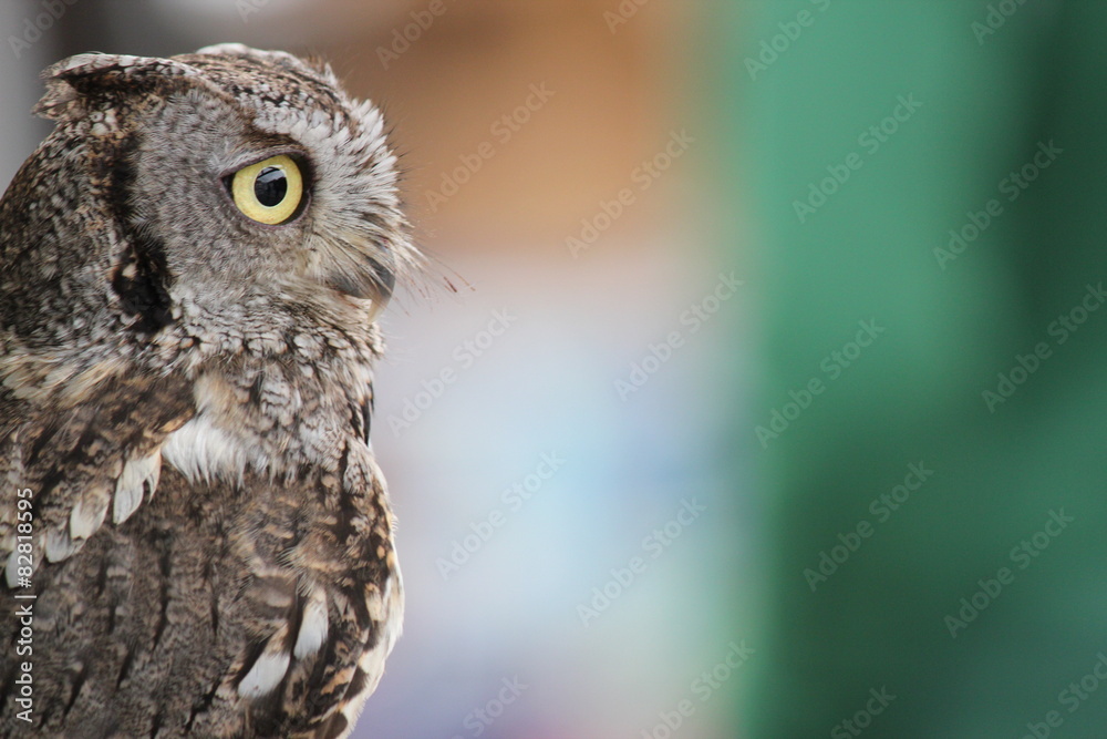 Obraz premium Owl in Alaska