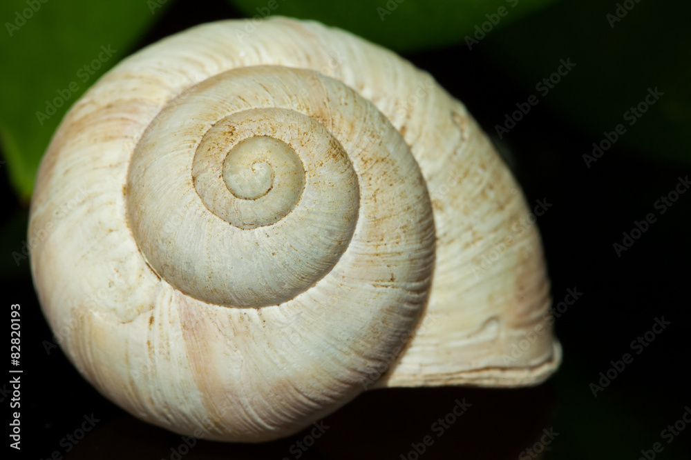 snail shell - Schneckenhaus mit Spiegelbild snail shell - Schneckenhaus mit Spiegelbild