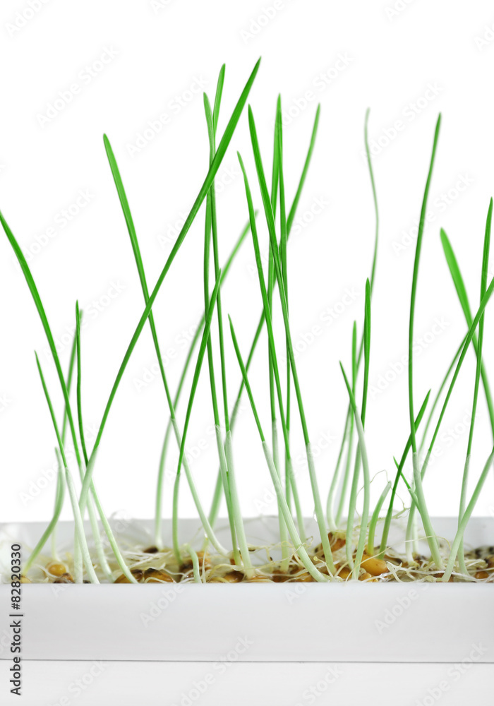 Obraz premium Sprouted grains in flowerpot isolated on white
