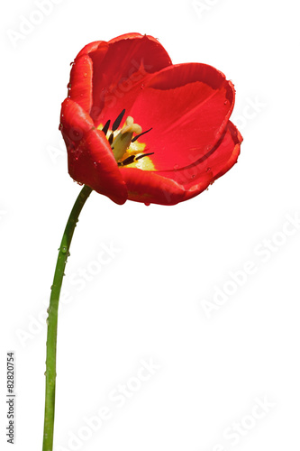 Fototapeta Naklejka Na Ścianę i Meble -  red tulip on white background