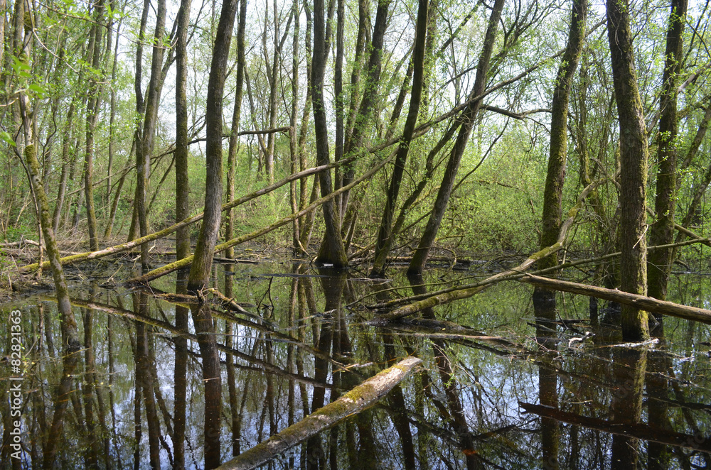 flooded forested area