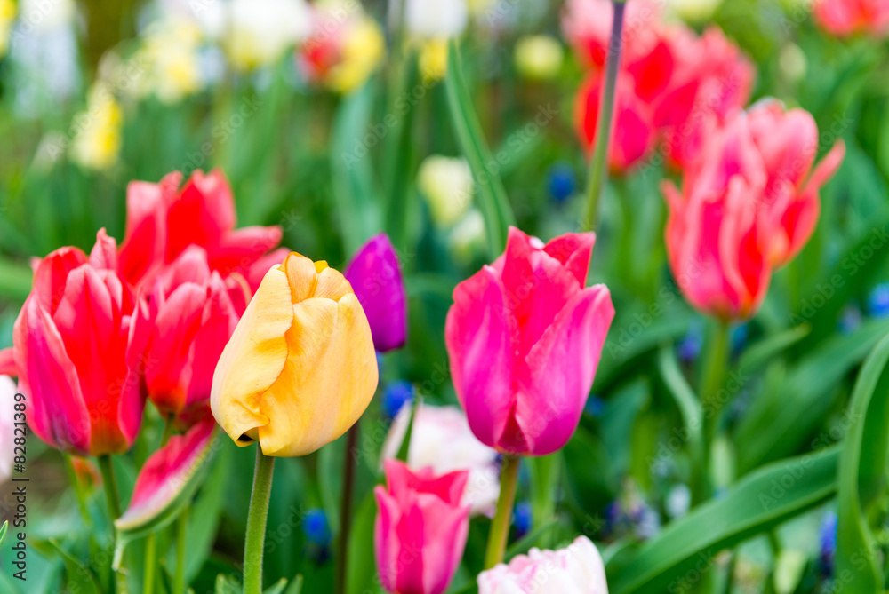 Wonderful tulips field of Keukenhof, Netherlands Wonderful tulips field of Keukenhof, Netherlands