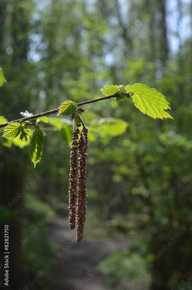 Spring twig of hazel tree in young forest, the Zandbergen