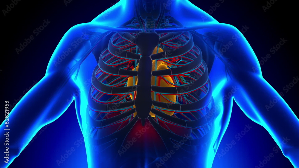 Anatomy of Human Heart - Medical X-Ray Scan