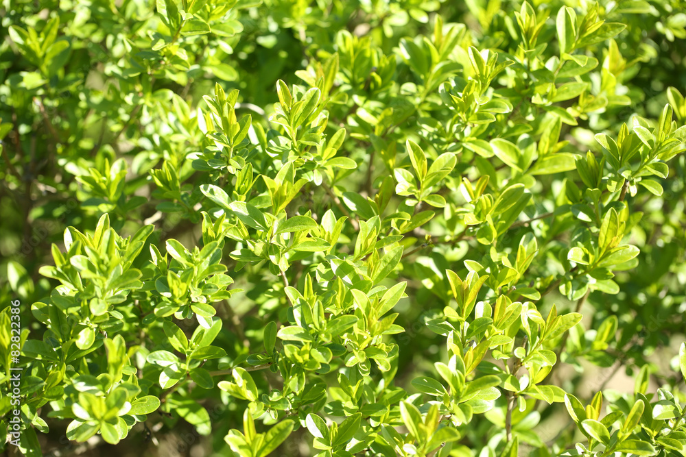 Beautiful spring leaves, close up Beautiful spring leaves, close up