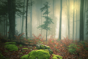 Poster Sprookjeswereld Dromerig licht in mistig zonnebos  © robsonphoto