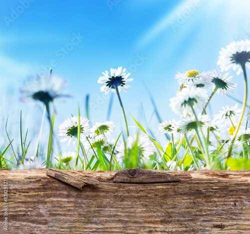 Fototapeta Naklejka Na Ścianę i Meble -  Gänseblümchen, blauer Himmel, Sonne, Holzbrett 