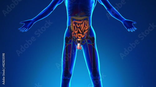 Anatomy of Human Penis - Medical X-Ray Scan