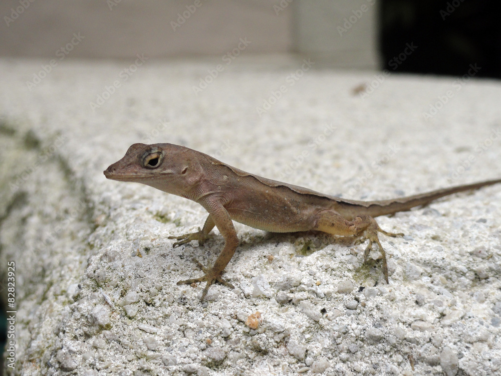 Fototapeta premium Anolis sagrei in Florida