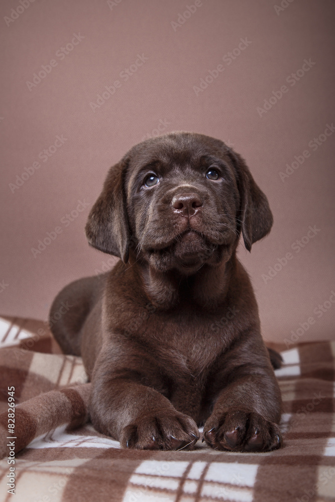 Puppy breed labrador Puppy breed labrador