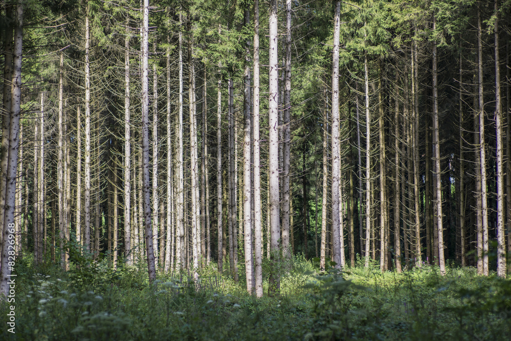 Im Wald Im Wald