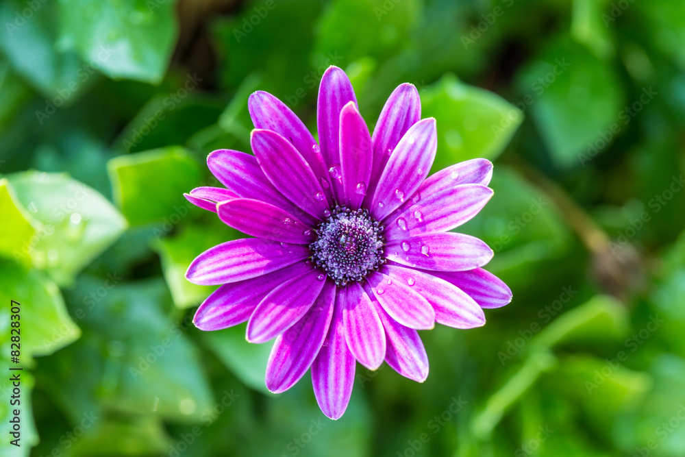 Beautiful Flower Beautiful Flower