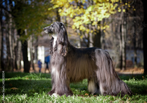 black afghan hound posing photo