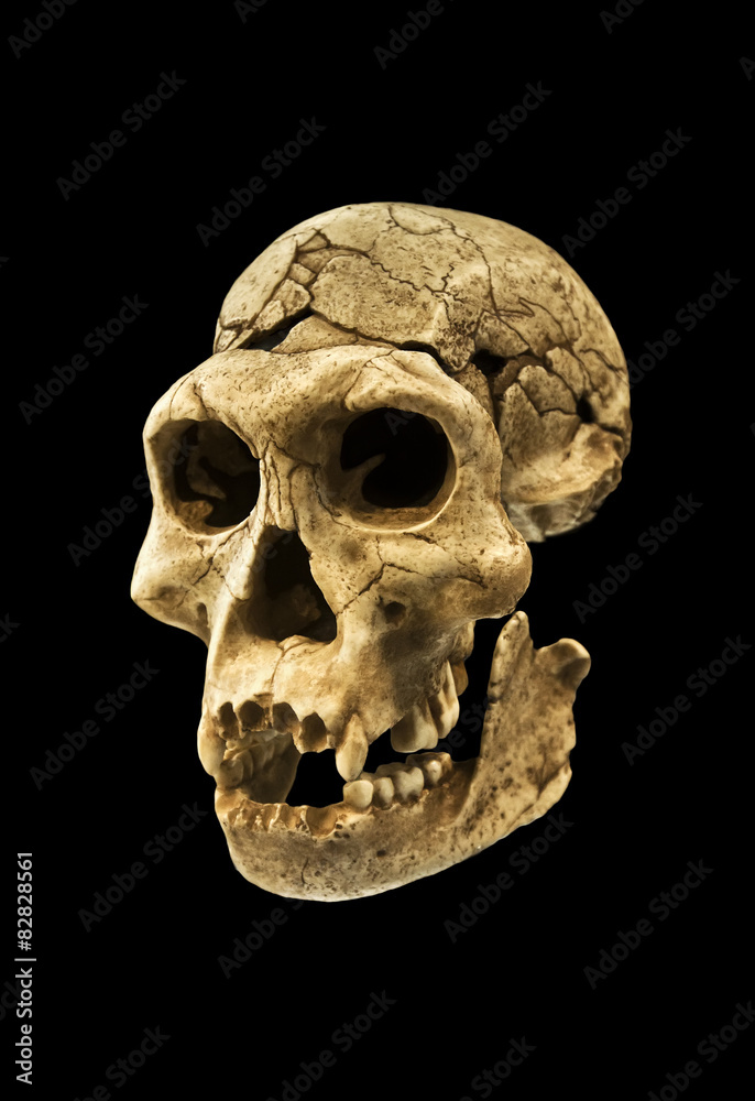 Skull of human ancestor Skull of human ancestor