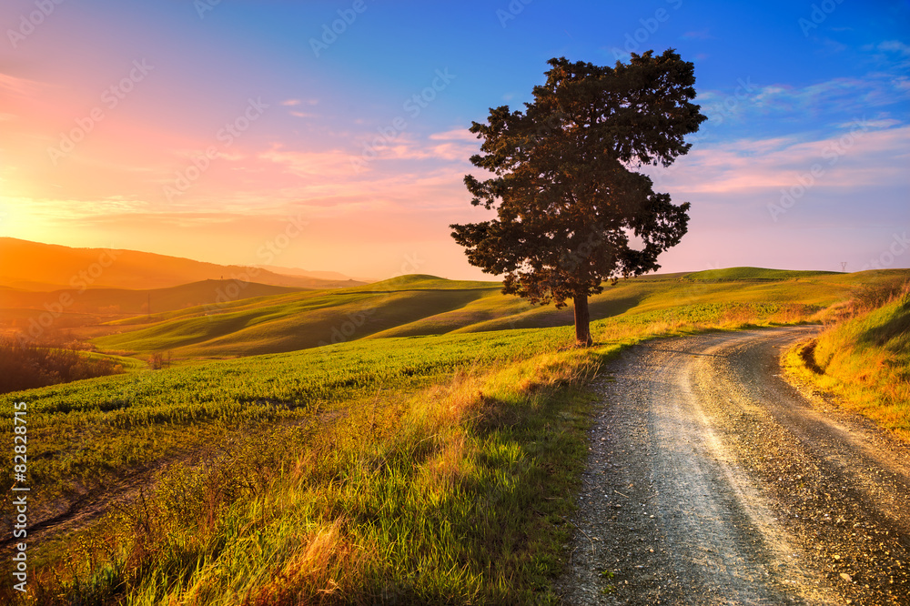 Tuscany, lonely tree and rural road on sunset. Volterra, Italy.