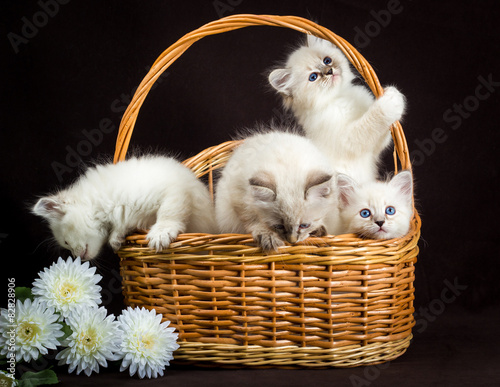 Photos four Neva masquerade  kittens in basket