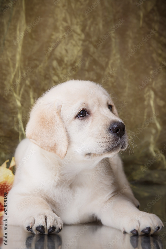 Puppy breed labrador