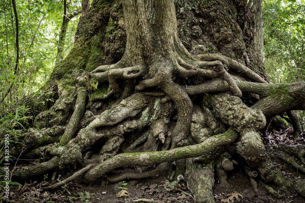 Twisted roots on truml of trees in a swamy Twisted roots on truml of trees in a swamy