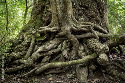 Twisted roots on truml of trees in a swamy