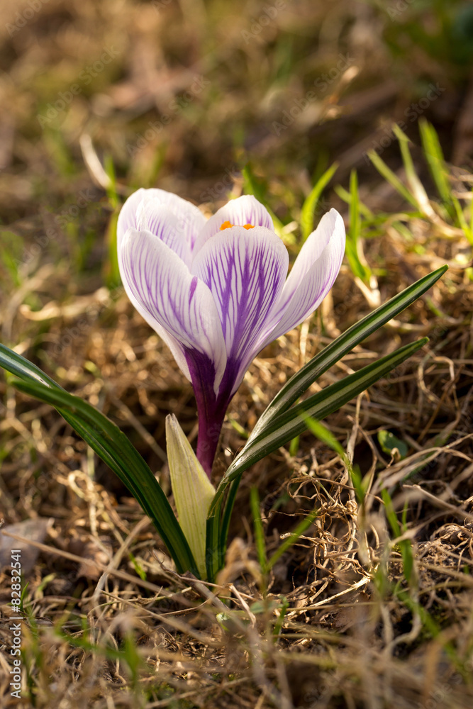 Obraz premium spring flowers