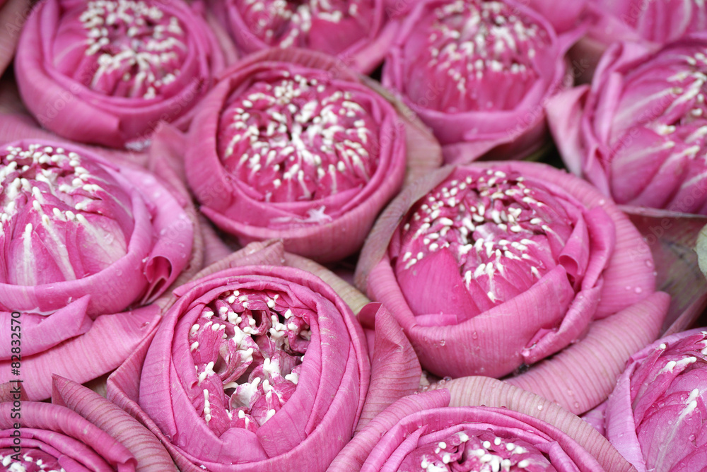 Beautiful pink lotus flowers Beautiful pink lotus flowers
