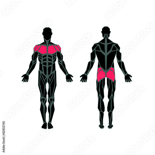 Polygonal anatomy of male muscular system, exercise and muscle