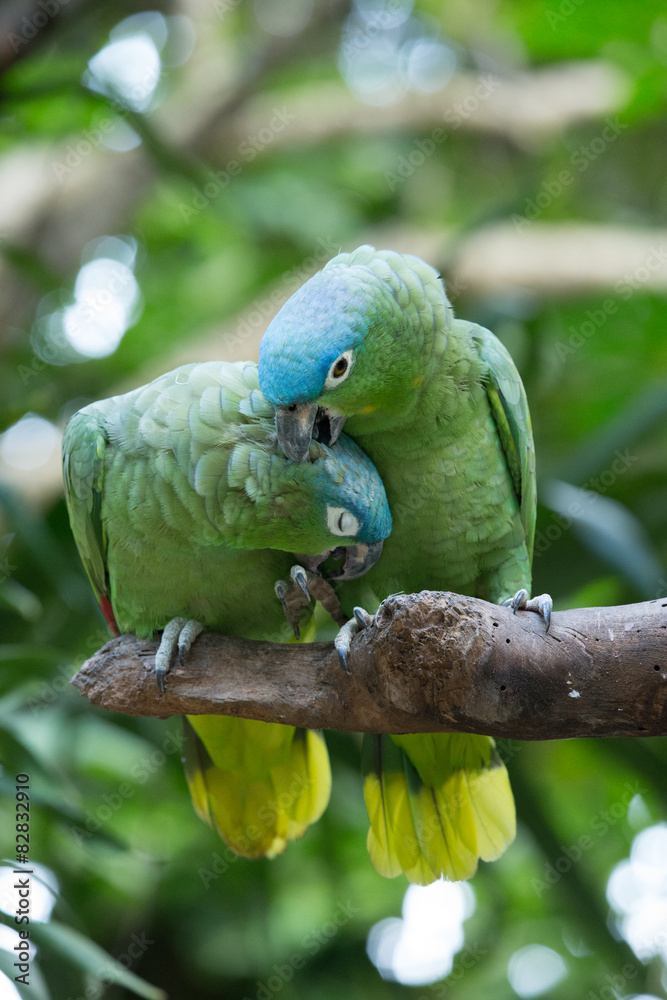 Obraz premium parrot bird