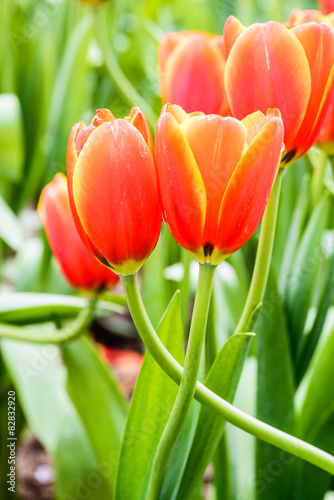 Orange tulips in garden