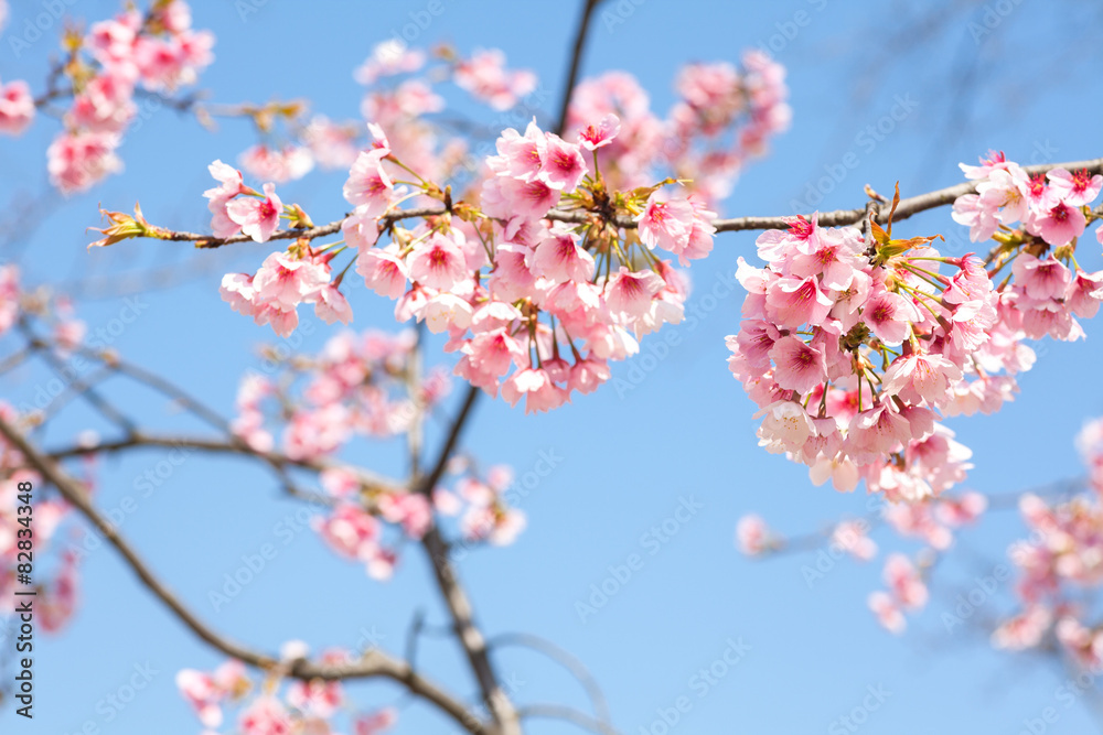 Pink cherry blossoms 