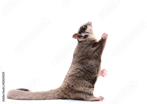 Sugar glider sit and looking up on white background photo