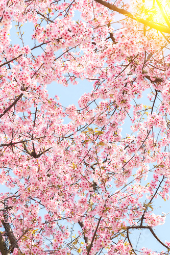 Pink cherry blossoms 