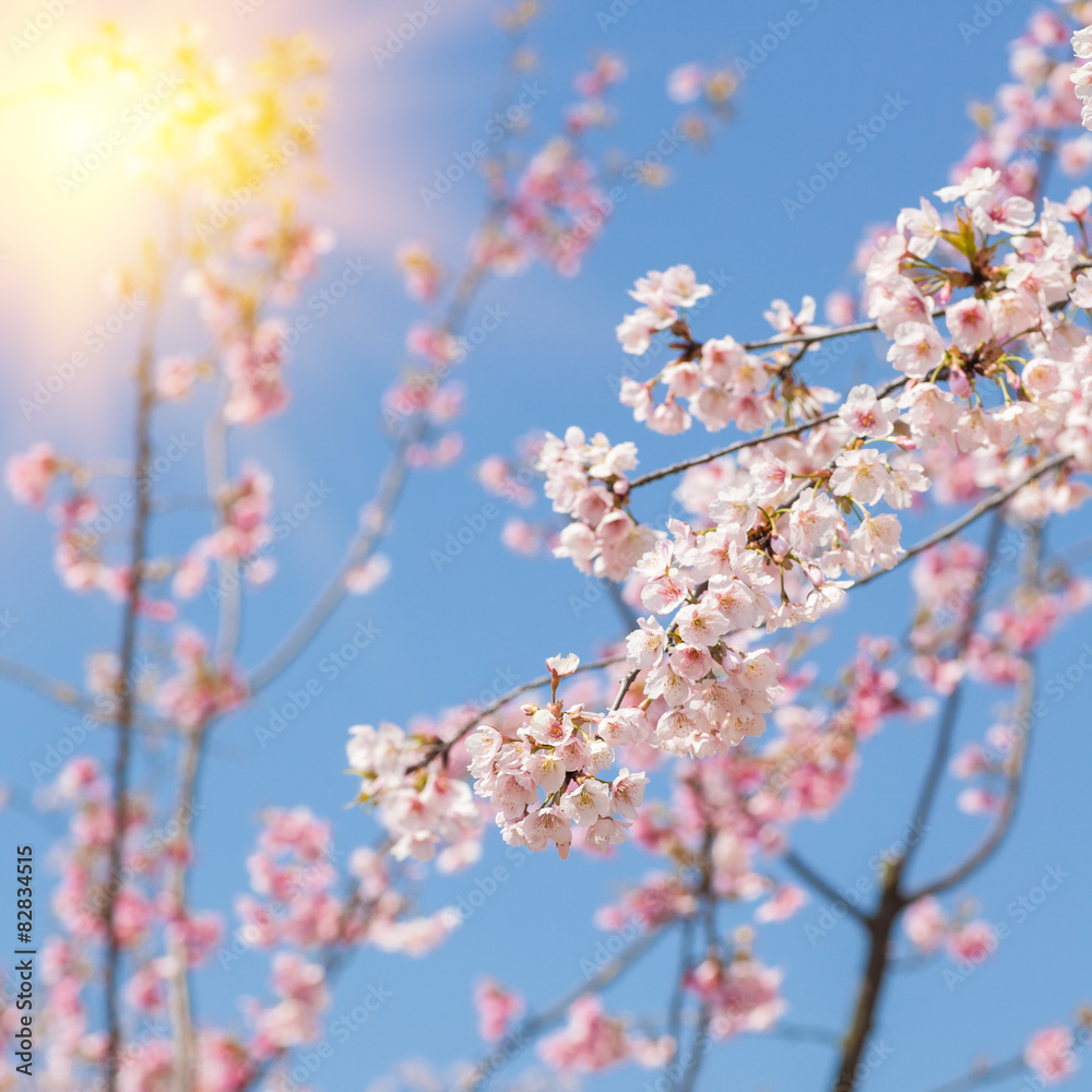 Japanese cherry Japanese cherry