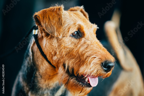 Brown Airedale Terrier Dog Close Up Portrait.