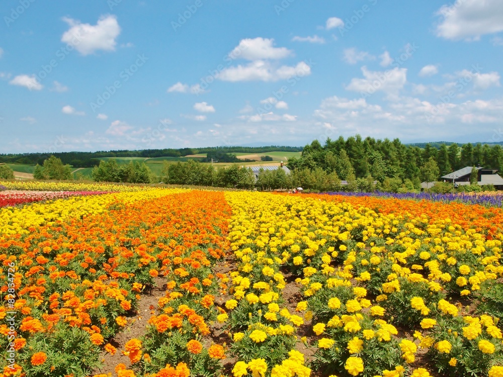 Beautiful flower field on the hill at Biei, Hokkaido, Japan.