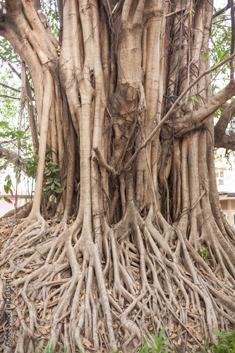 Beautiful Banyan tree in public park city center