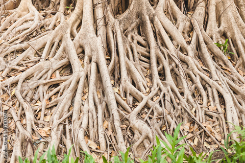 Beautiful Banyan tree in public park city center