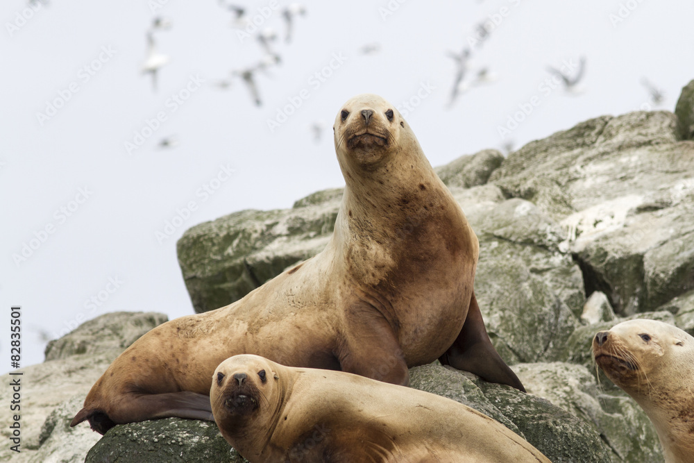 Fototapeta premium Steller sea lion on the rocks that lie on a small island in the