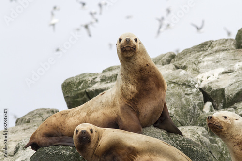 Steller sea lion on the rocks that lie on a small island in the
