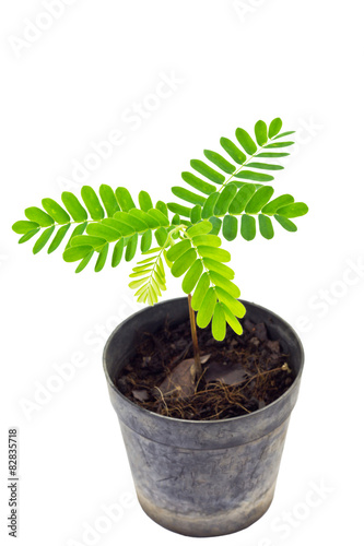 Young Plant