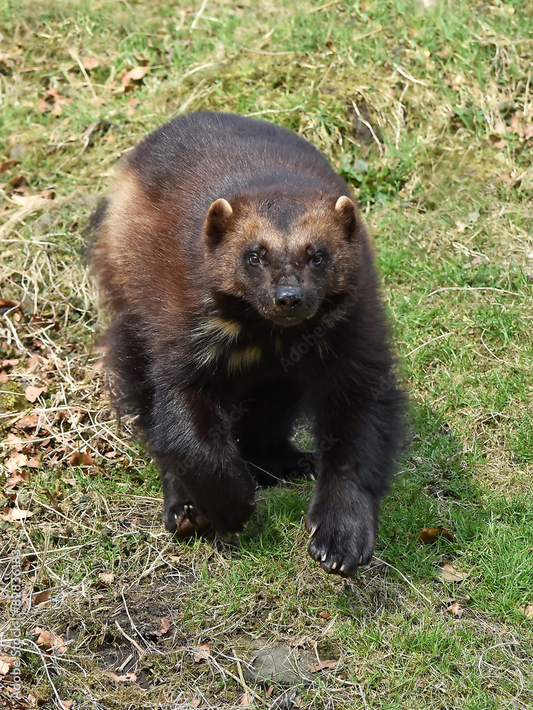 Fototapeta premium Wolverine (gulo gulo)