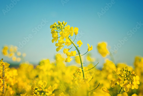 Tableau sur toile Oilseed Rapeseed Flowers in Cultivated Agricultural Field