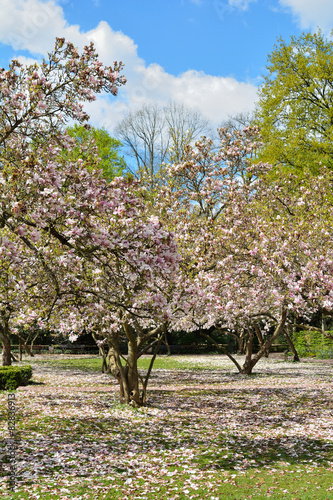 Magnoliengarten