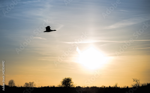 A single goose flying with the setting sun in the background