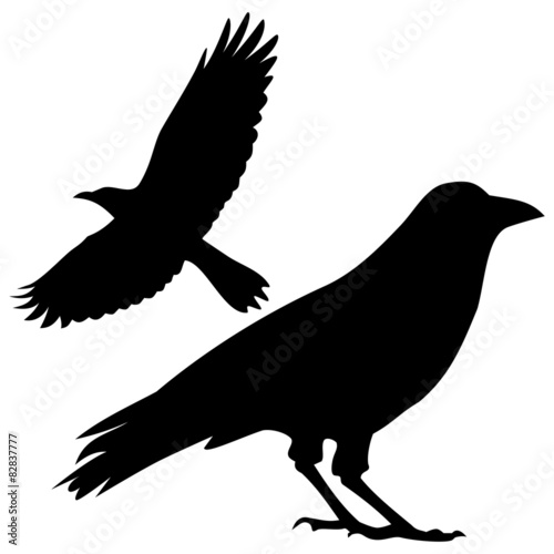 Silhouette of the crow - illustration