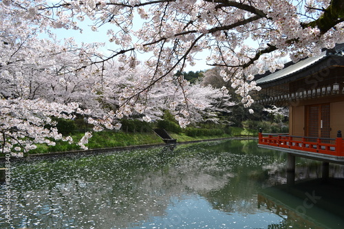 桜 © makkie1221