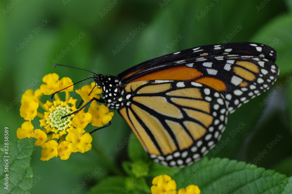 Fototapeta premium Monarch Schmetterling